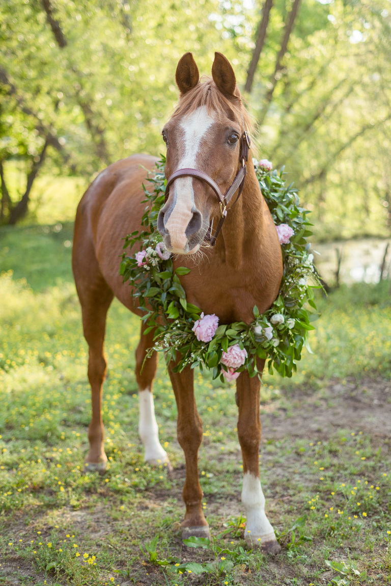 equine portrait in Covington, Georgia
